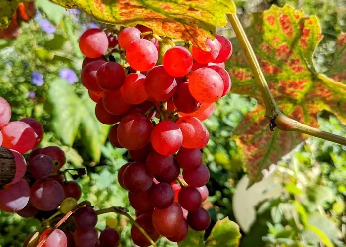 Apartamento Zirkuswagen Glamping Für 2 Mit Veranda Küche Netflix Parken Und Hofladen