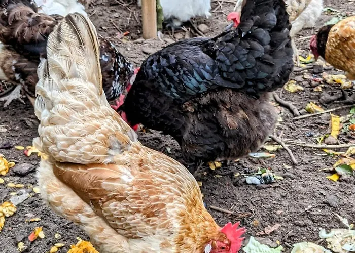 Zirkuswagen Glamping Für 2 Mit Veranda Küche Netflix Parken Und Hofladen Apartamento Steinhofel